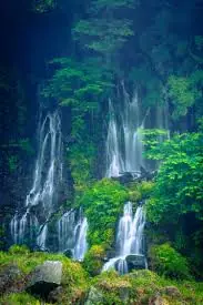 Forest Waterfalls